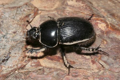 Réf. 200 929 : Geotrupes mutator